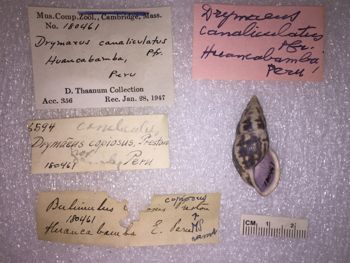 Media type: image; Malacology 180461 Description: 180461_Drymaeus_canalieulatus image;